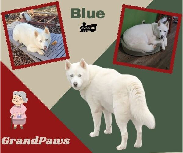 Medium Photo #2 American Eskimo Dog-Unknown Mix Puppy For Sale in Lindsay, CA, USA