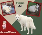 Small #1 American Eskimo Dog Mix