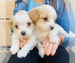 Small Photo #2 Maltipoo Puppy For Sale in SAN BERNARDINO, CA, USA