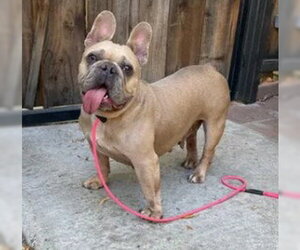 French Bulldog Dogs for adoption in Tracy, CA, USA