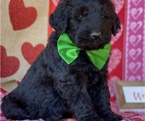 Goldendoodle Puppy for sale in LANCASTER, PA, USA