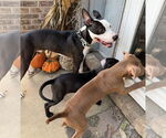 Small #11 American Pit Bull Terrier Mix