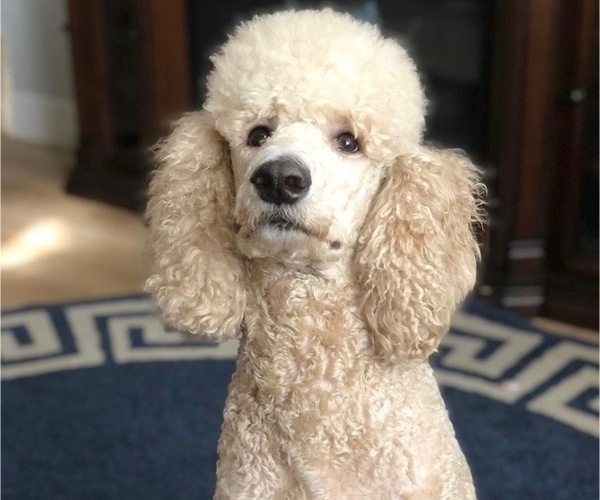 Medium Photo #1 Poodle (Standard) Puppy For Sale in MODESTO, CA, USA