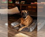 Small #2 Mastiff