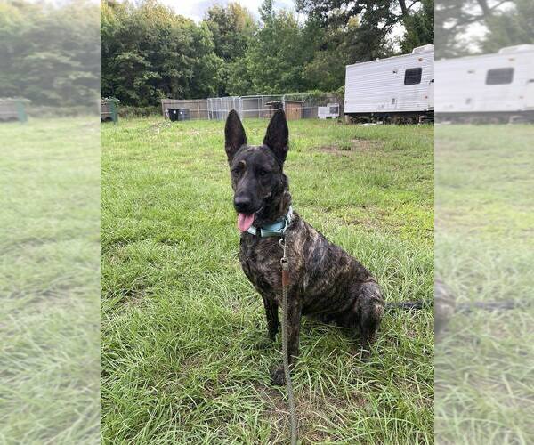 Medium Photo #4 Holland Shepherd Puppy For Sale in Imlay City, MI, USA