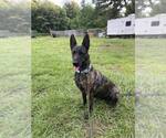 Small #3 Holland Shepherd