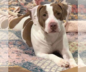 Mutt Dogs for adoption in Oakhurst, NJ, USA