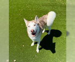 Small Siberian Husky