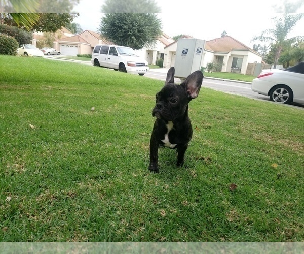 Medium Photo #10 French Bulldog Puppy For Sale in SIMI VALLEY, CA, USA