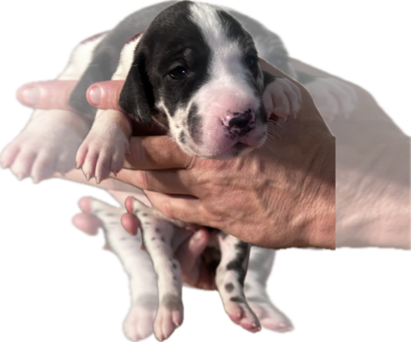 Medium Photo #1 Great Dane Puppy For Sale in WILLIS, TX, USA