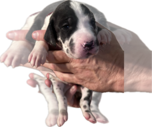 Medium Great Dane
