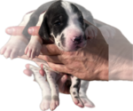 Puppy Colt Great Dane