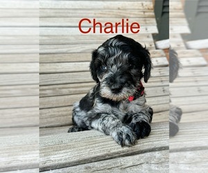 Goldendoodle-Poodle (Miniature) Mix Puppy for sale in AMARILLO, TX, USA