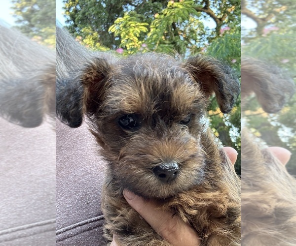 Medium Photo #6 Poocan Puppy For Sale in FAIR OAKS, CA, USA