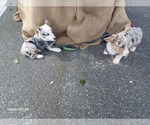 Small Photo #15 Welsh Cardigan Corgi Puppy For Sale in CITRA, FL, USA