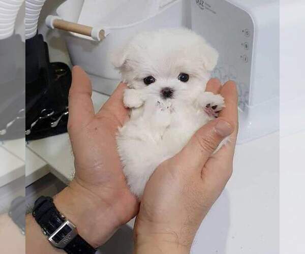 Medium Photo #4 Maltese Puppy For Sale in CLERMONT, FL, USA