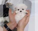 Small #3 Maltese