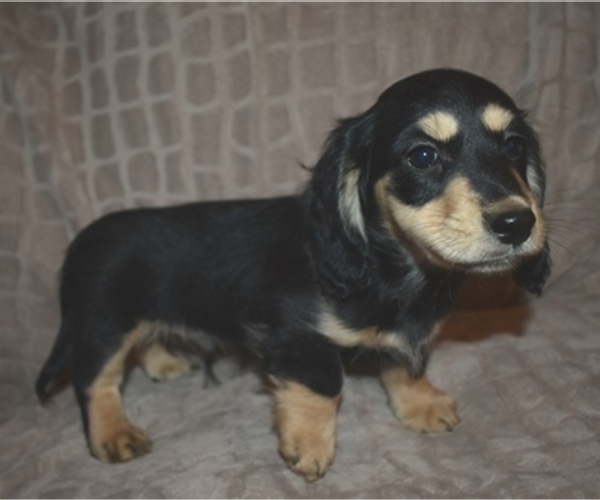Medium Photo #2 Dachshund Puppy For Sale in MC CRORY, AR, USA