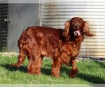Small Photo #2 Irish Setter Puppy For Sale in JONES, MI, USA