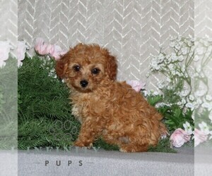 Cavapoo Puppy for sale in RISING SUN, MD, USA