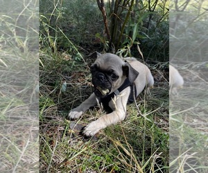 Pug Puppy for sale in DUBOIS, ID, USA