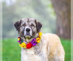 Small #2 Great Pyrenees Mix