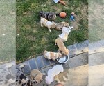Small #8 French Bulldog