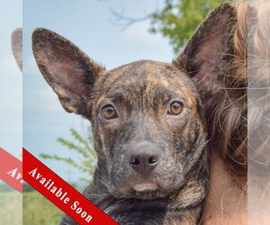 Bo-Dach Dogs for adoption in Huntley, IL, USA