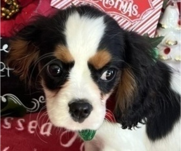 Medium Photo #7 Cavalier King Charles Spaniel Puppy For Sale in ABILENE, TX, USA