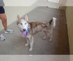 Small Siberian Husky Mix
