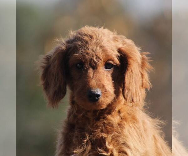 Medium Photo #1 Cavapoo Puppy For Sale in AUGUSTA, WV, USA