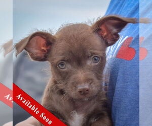 Chihuahua Dogs for adoption in Huntley, IL, USA