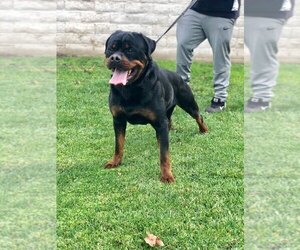 Father of the Rottweiler puppies born on 07/05/2020