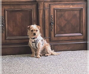 Shih Tzu-Unknown Mix Dogs for adoption in Plantation, FL, USA