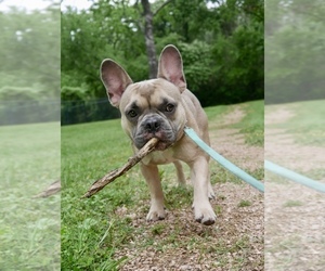 French Bulldog Puppy for sale in CYPRESS, TX, USA
