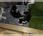 Small #31 Siberian Husky