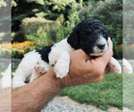 Small Photo #8 Poodle (Standard) Puppy For Sale in CHAMPION, NC, USA