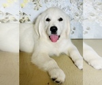 Small Photo #10 English Cream Golden Retriever Puppy For Sale in AMITY, AR, USA