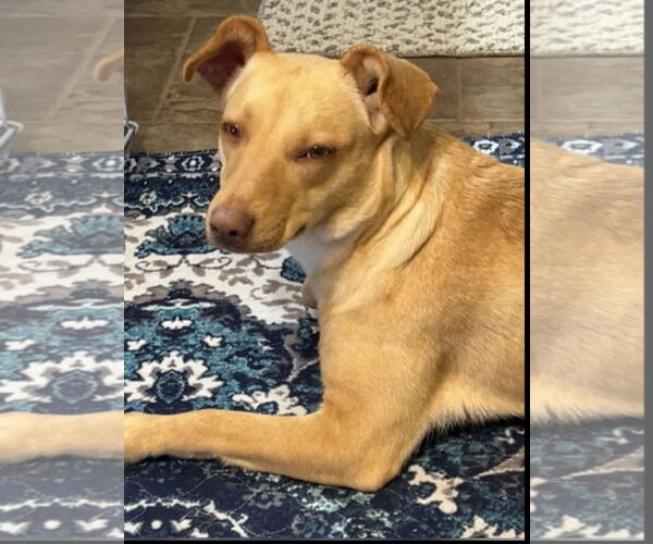 Medium Photo #1 Mutt Puppy For Sale in Clinton, OK, USA