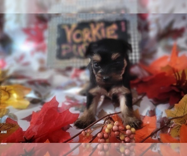 Medium Photo #7 Yorkshire Terrier Puppy For Sale in AKRON, OH, USA