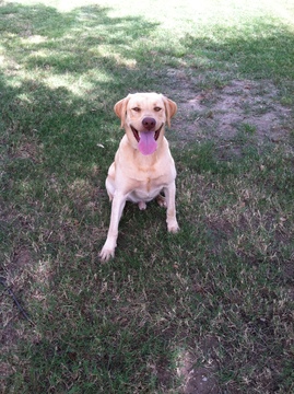 Medium Photo #1 Labrador Retriever Puppy For Sale in HOBE SOUND, FL, USA