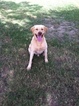 Small Photo #1 Labrador Retriever Puppy For Sale in HOBE SOUND, FL, USA