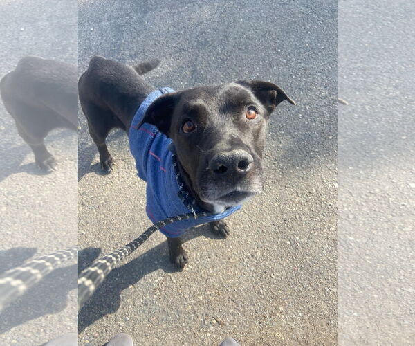 Medium Photo #9 Labrador Retriever-Unknown Mix Puppy For Sale in San Diego, CA, USA
