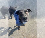 Small #8 Labrador Retriever Mix