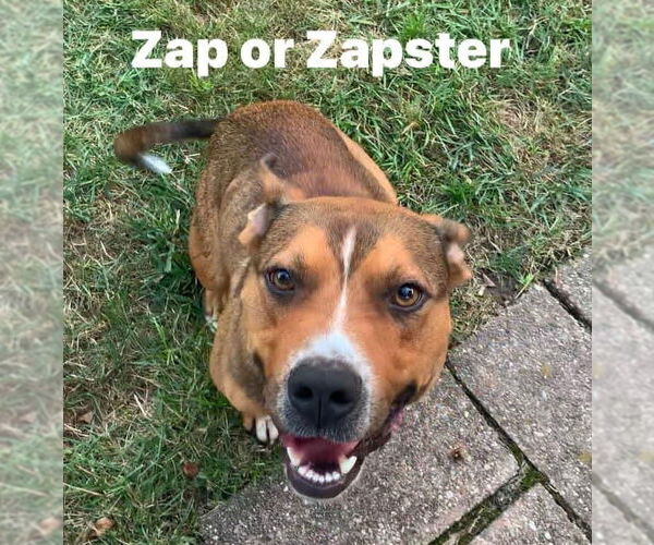 Medium Photo #32 American Pit Bull Terrier-Unknown Mix Puppy For Sale in Germantown, OH, USA