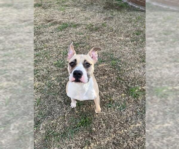 Medium Photo #1 Mutt Puppy For Sale in Plano, TX, USA