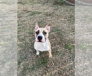 Mutt Dogs for adoption in Plano, TX, USA