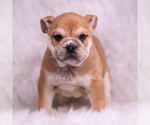 Small Photo #43 Bulldog Puppy For Sale in WARSAW, IN, USA