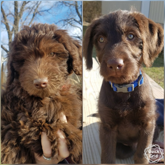 Labradoodle Puppy for sale in BRAZIL, IN, USA