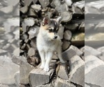 Small #1 Alaskan Klee Kai-Pomsky Mix